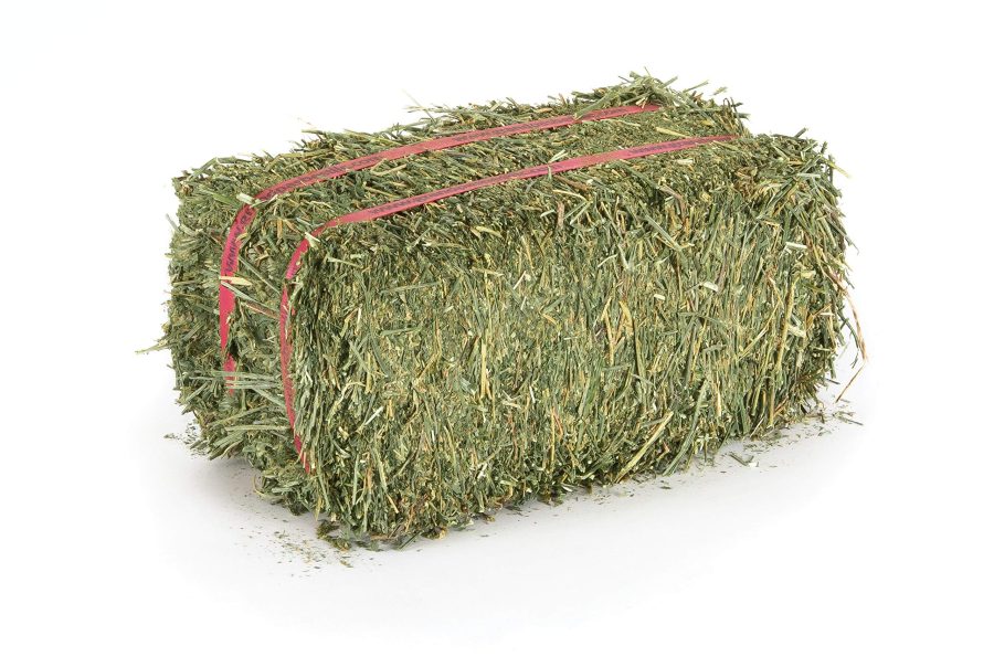 ALFALFA HAY